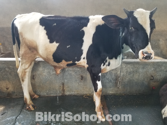 ভালো মানের ষাড় গরু